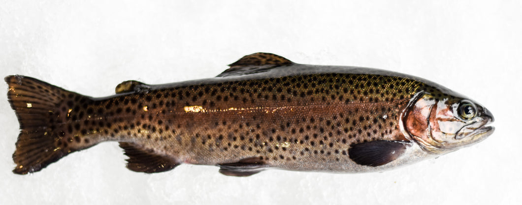 Rainbow Trout Whole Round