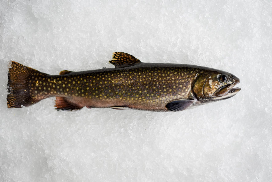 Brook Trout Whole Round